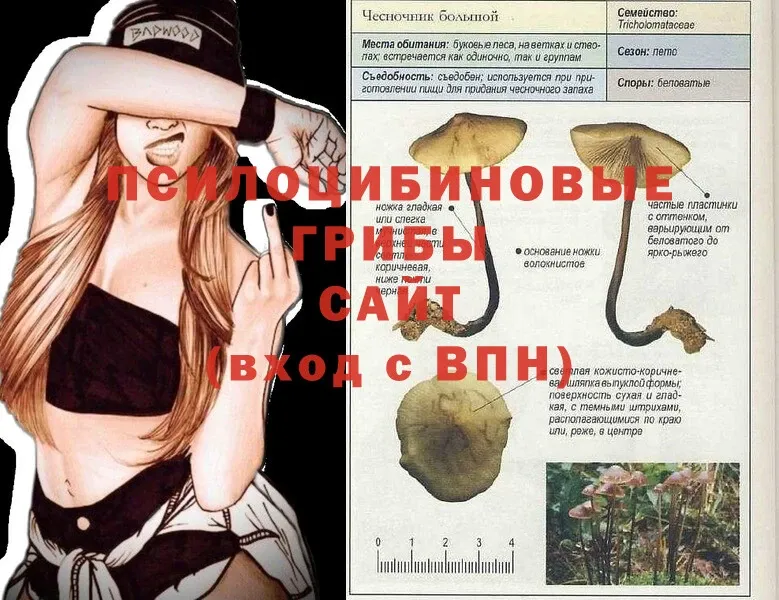 Псилоцибиновые грибы Cubensis  наркотики  Владимир 